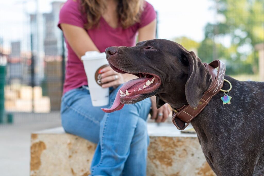 Woman with a playful dog and a coffee cup outdoors in sunny weather