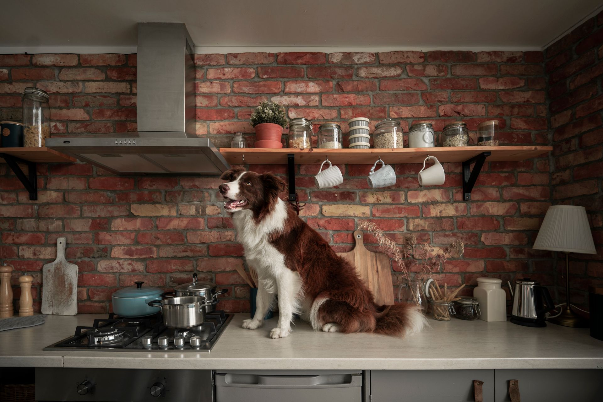 A Border Collie sitting on a kitchen counter near cooking equipment