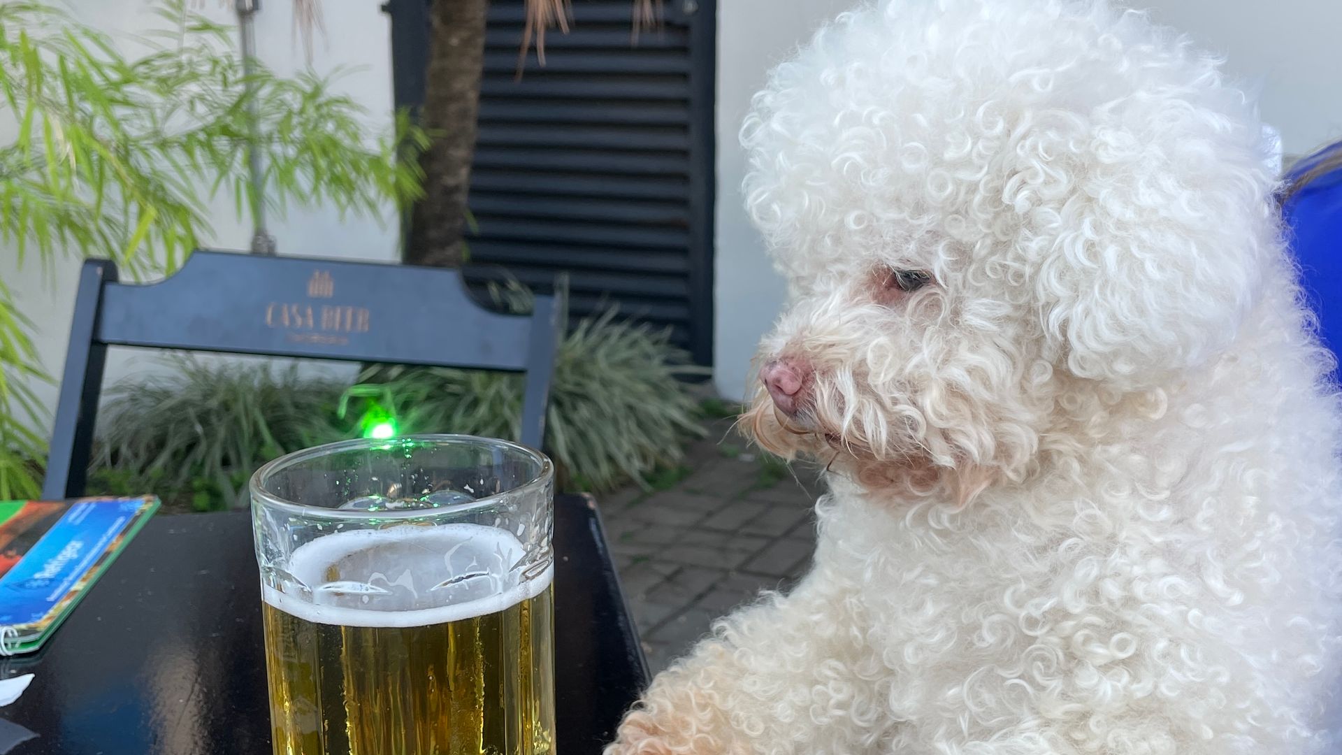 White poodle curiously looking at a glass of beer on an outdoor table
