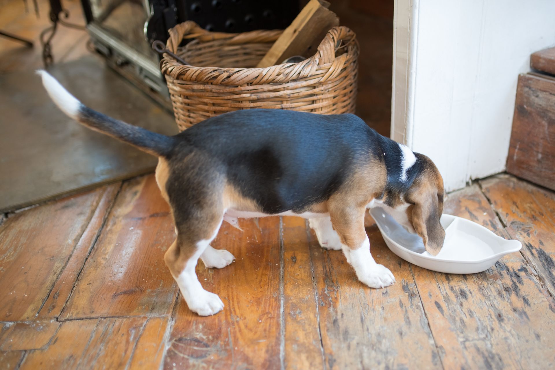 Adorable beagle puppy enjoying cheese as a treat at home