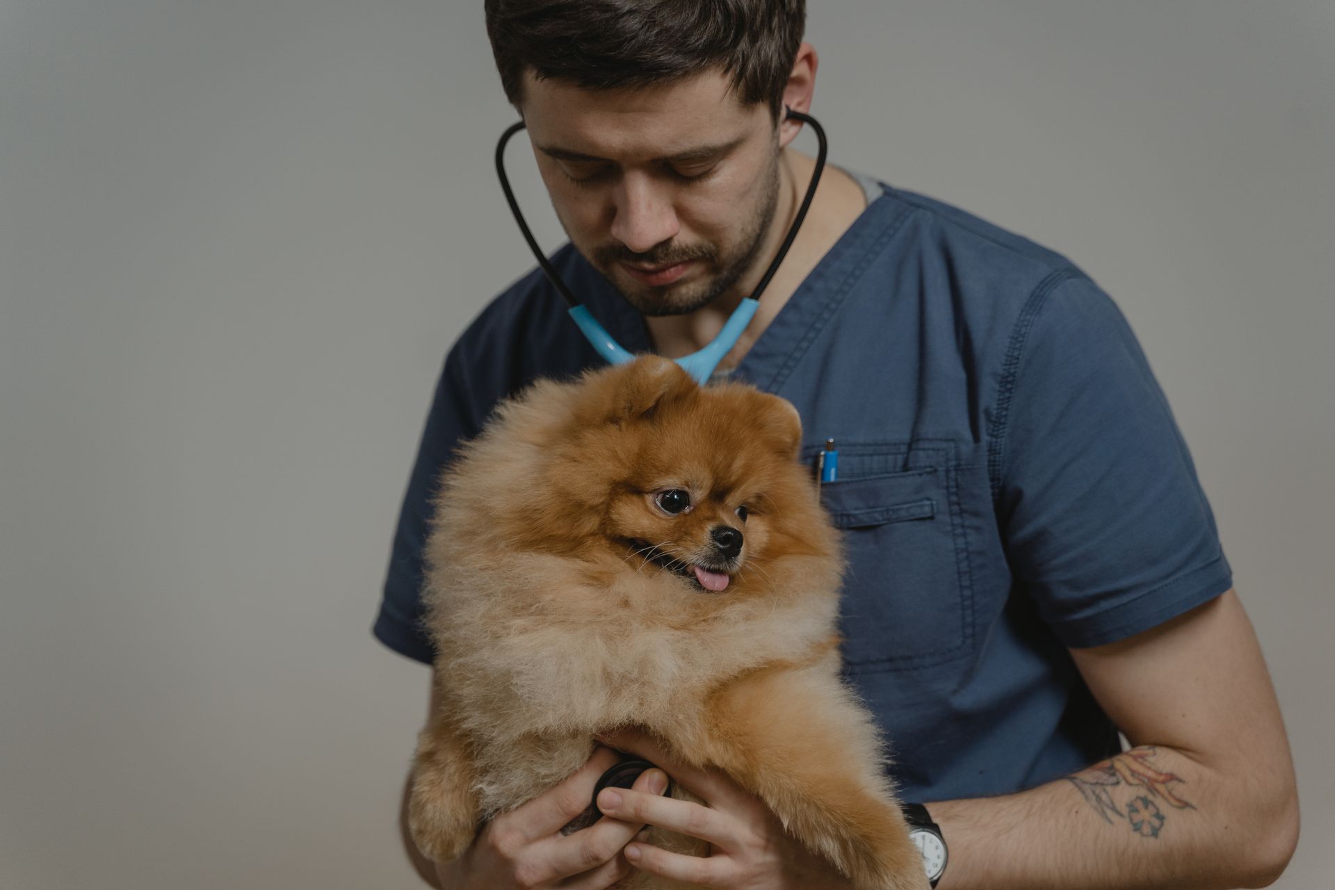 Veterinarian examining a fluffy dog with a stethoscope during a clinic checkup