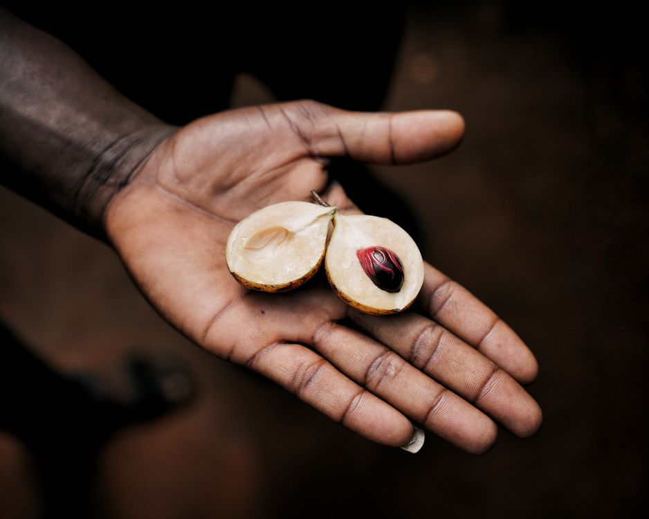 Fresh nutmeg fruit in hand showing the red mace wrapping the seed