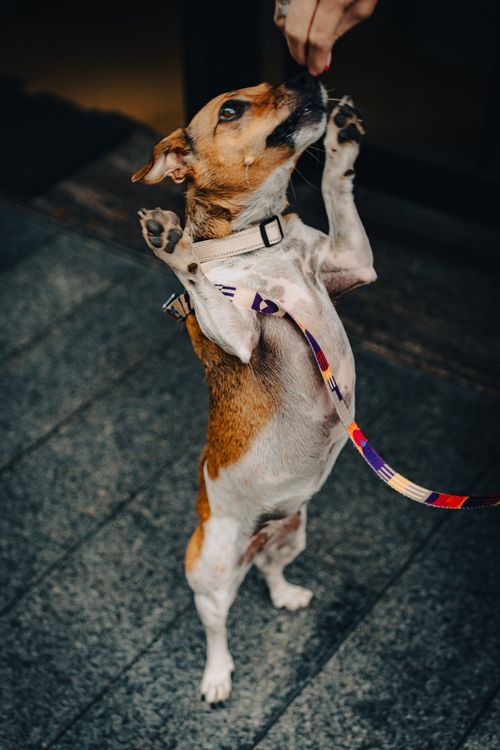 Jack Russell Terrier standing up begging for a treat