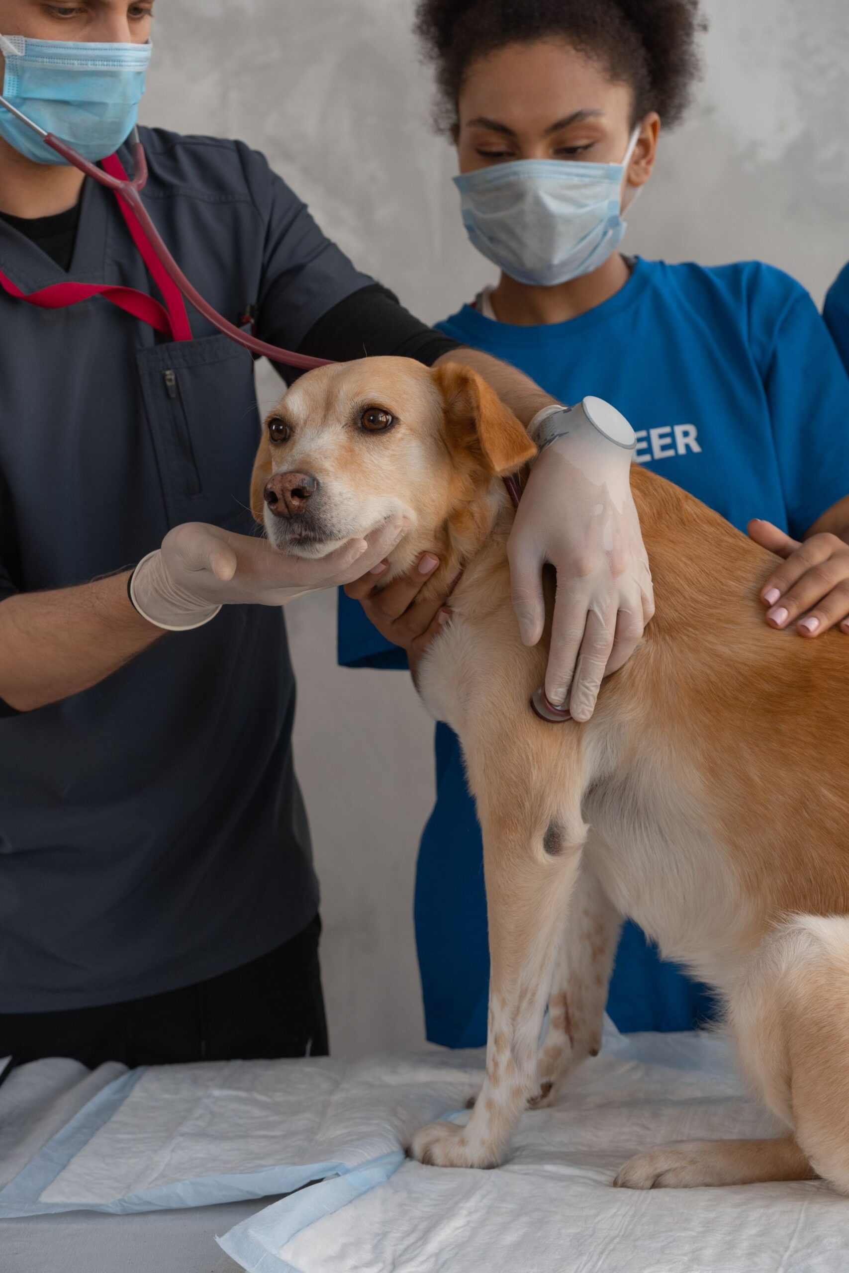 A veterinary team examining a dog in a clinic setting