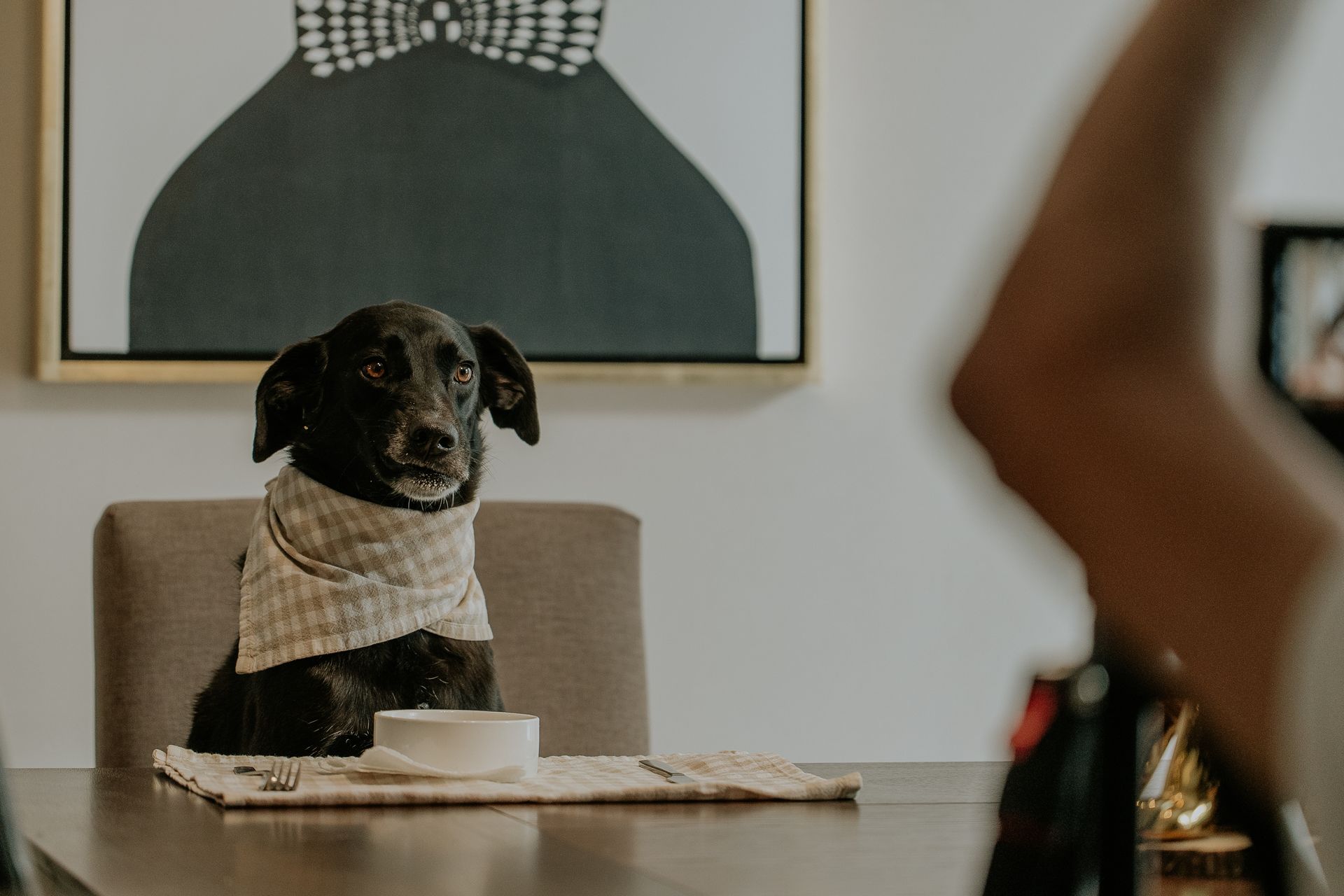 Black dog sitting beside a dining table set for a meal