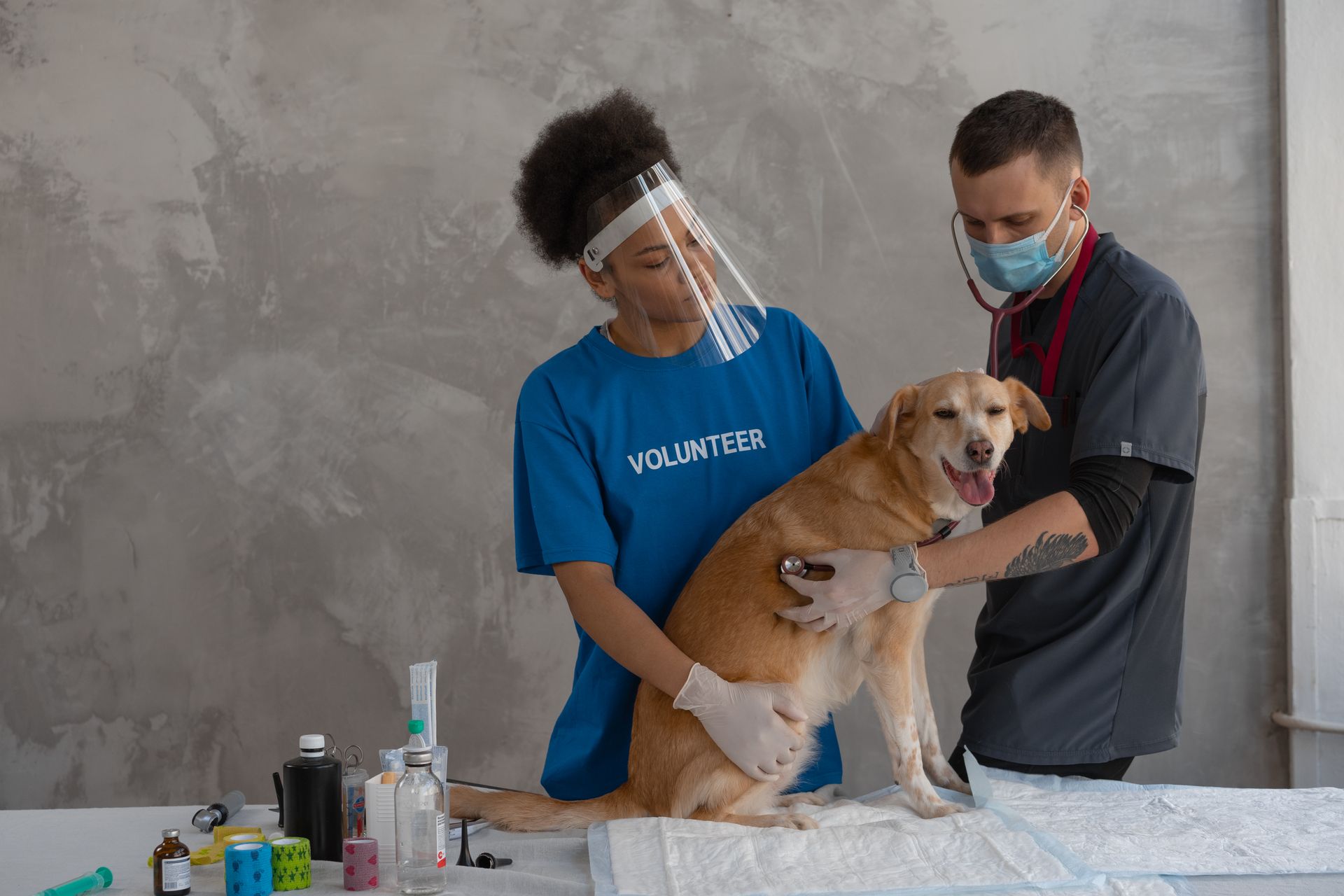 Veterinarian examining a dog at a veterinary clinic